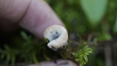 Hydnellum peckii