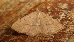 Paracolax tristalis