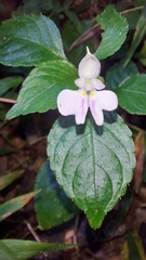 Impatiens hochstetteri