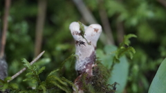 Hydnellum peckii