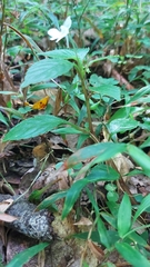 Impatiens hochstetteri