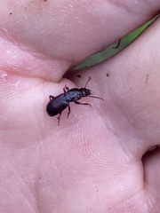 Pterostichus angustus