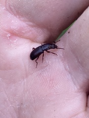 Pterostichus angustus