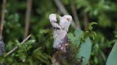 Hydnellum peckii