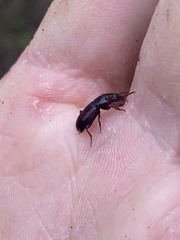 Pterostichus angustus