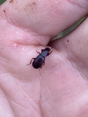 Pterostichus angustus