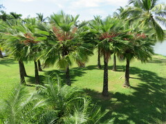 Arecaceae