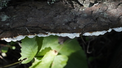 Fomitopsidaceae