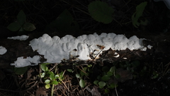 Fomitopsidaceae