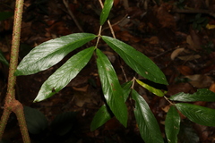 Atractocarpus chartaceus