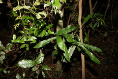 Atractocarpus chartaceus