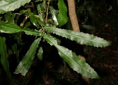 Macadamia ternifolia