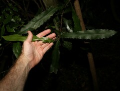 Macadamia ternifolia