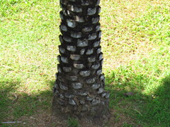 Arecaceae