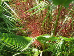 Arecaceae