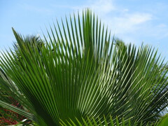 Arecaceae
