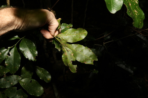 Image of Toechima tenax by (c) Greg Tasney, some rights reserved (CC BY-SA)