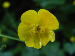 Ranunculus lanuginosus