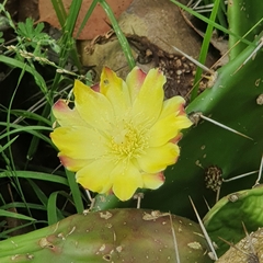 Opuntia monacantha