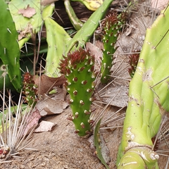 Opuntia monacantha