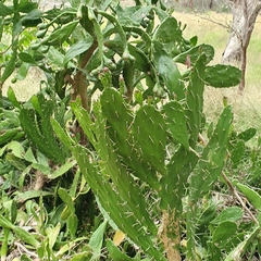 Opuntia monacantha