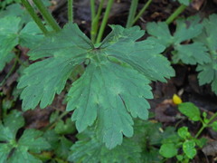 Ranunculus lanuginosus