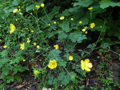 Ranunculus lanuginosus