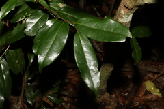 Huberantha nitidissima