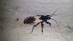 Brontostoma doughertyae