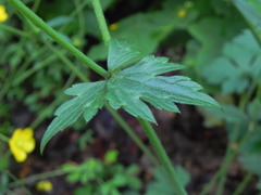 Ranunculus lanuginosus