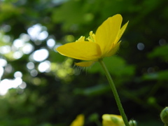 Ranunculus lanuginosus