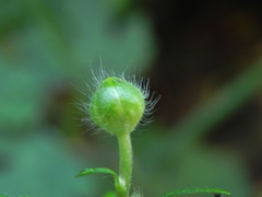 Ranunculus lanuginosus