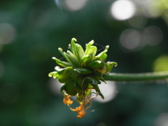 Ranunculus lanuginosus