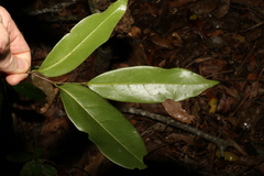 Huberantha nitidissima