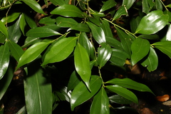 Cryptocarya laevigata