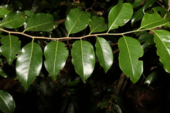 Casearia multinervosa