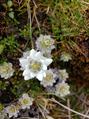 Leucogenes leontopodium