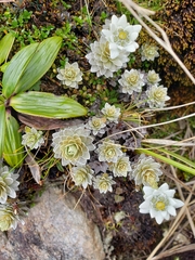 Leucogenes leontopodium
