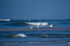 Chroicocephalus brunnicephalus