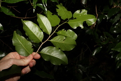 Casearia multinervosa