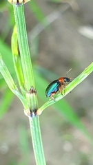Gastrophysa polygoni