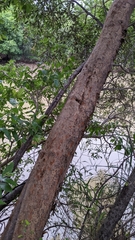 Combretum erythrophyllum