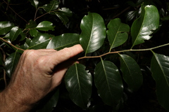 Casearia multinervosa