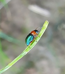 Gastrophysa polygoni