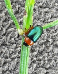 Gastrophysa polygoni