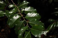 Casearia multinervosa