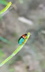 Gastrophysa polygoni