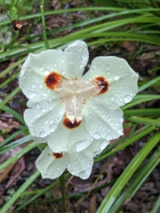 Dietes bicolor