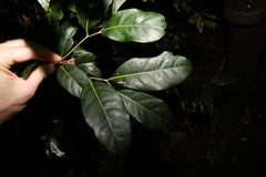 Diospyros fasciculosa