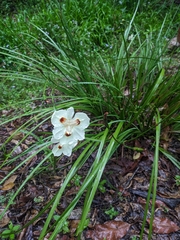 Dietes bicolor